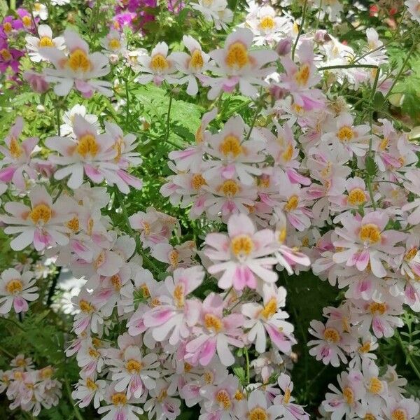 Schizanthus pinnatus Flower