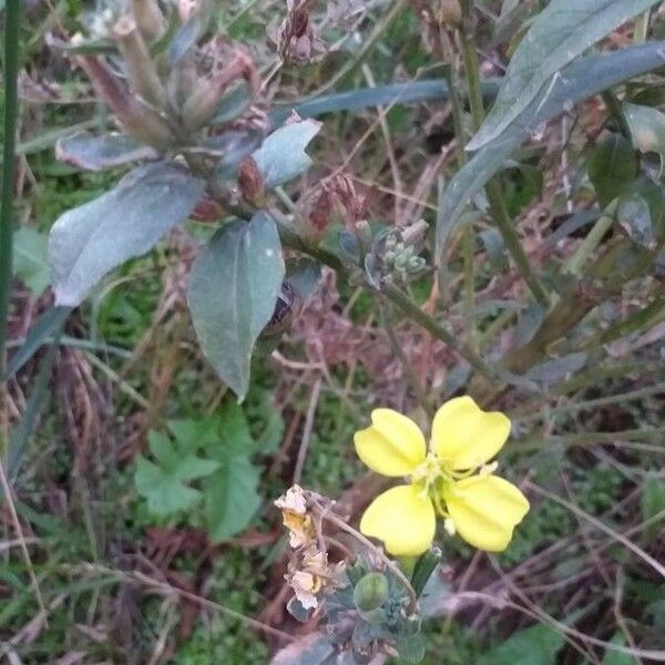 Oenothera × fallax Flor