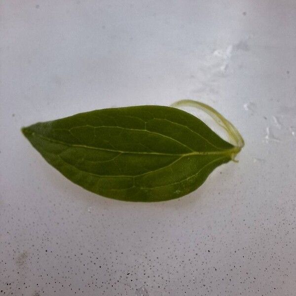 Mertensia paniculata Leaf