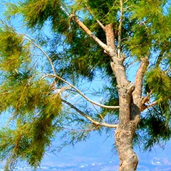 Taxodium distichum Bark