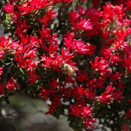 Cyathopsis floribunda Lorea