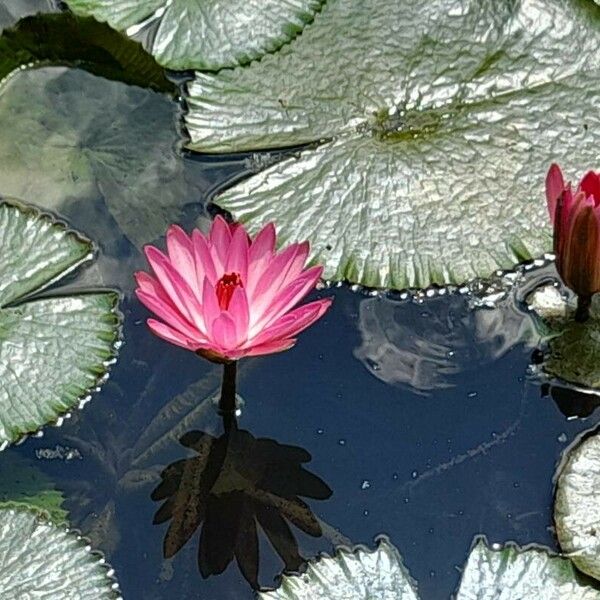 Nymphaea rubra Blomst