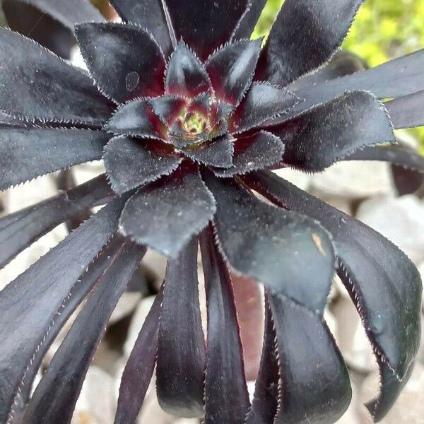 Aeonium arboreum Leht