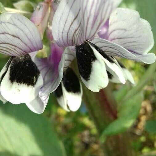 Vicia faba Flower