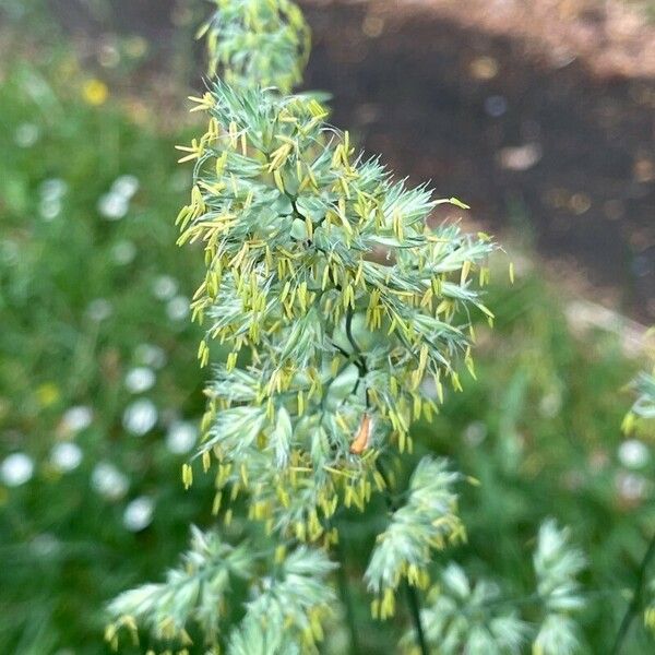 Dactylis glomerata Flower