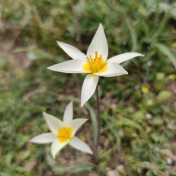 Tulipa biflora Blomst