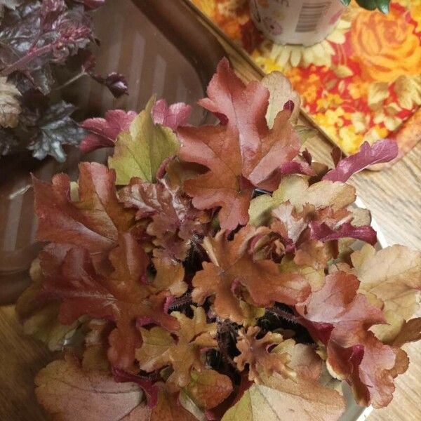 Heuchera sanguinea 葉