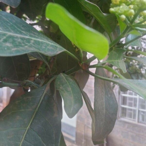 Psychotria capensis Leaf