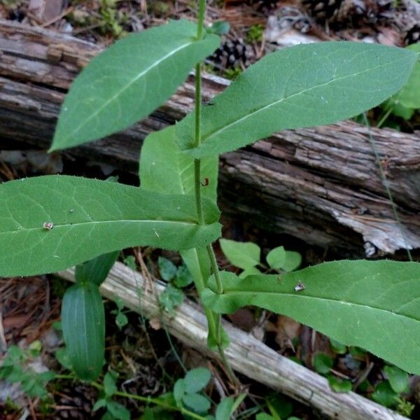 Hieracium lactucifolium Leht