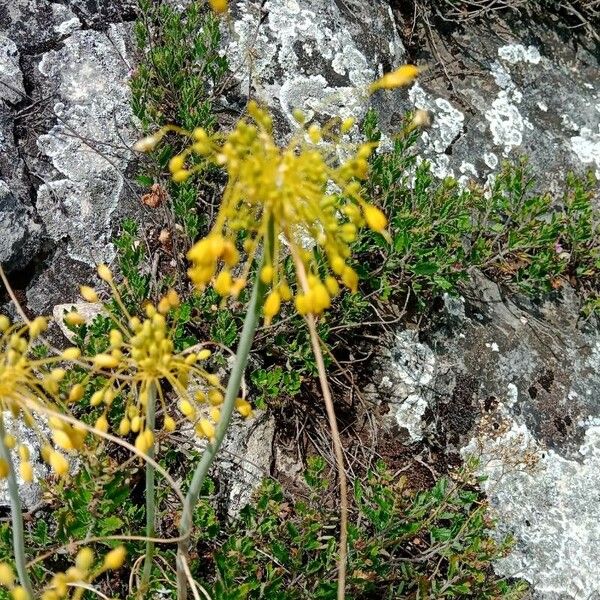 Allium flavum Kvet