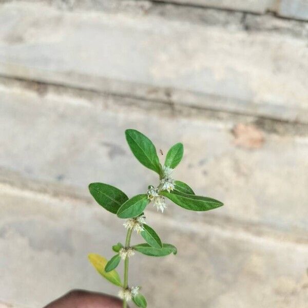 Alternanthera sessilis Leaf