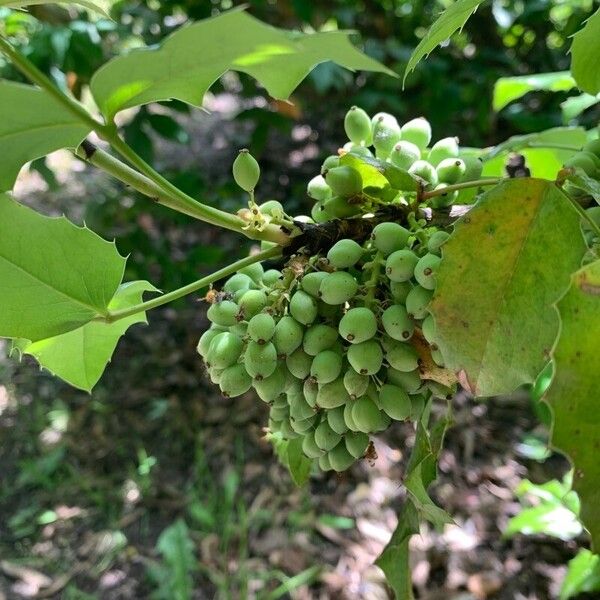 Berberis aquifolium Frucht