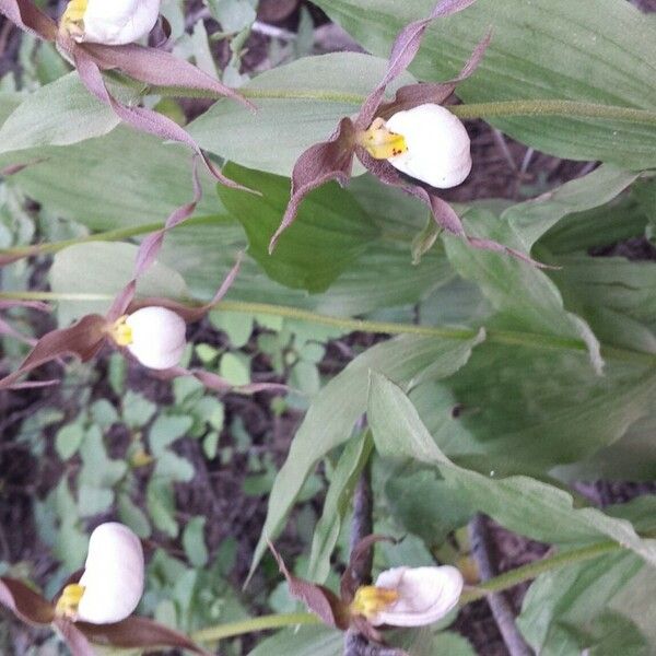 Cypripedium montanum Συνήθη χαρακτηριστικά