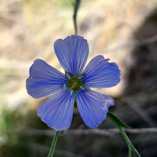 Linum lewisii 花