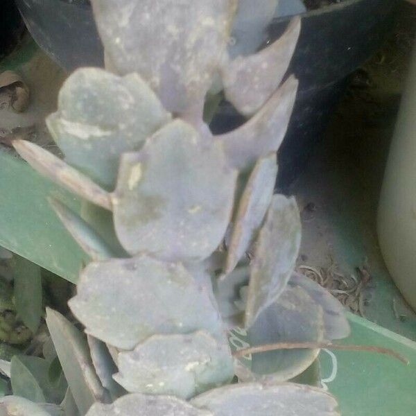 Kalanchoe fedtschenkoi Leaf