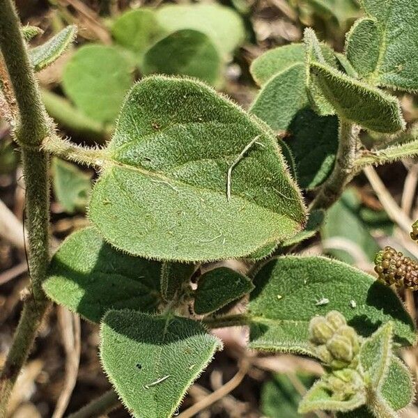 Commicarpus helenae Blad