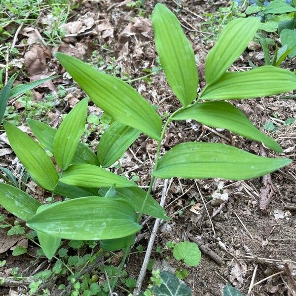 Polygonatum biflorum ഇല