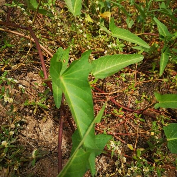 Ipomoea aquatica ഇല