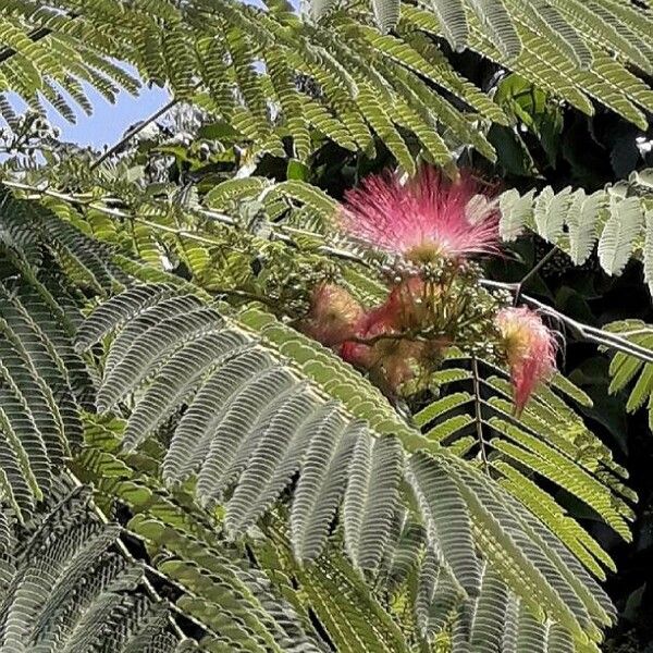 Albizia julibrissin 花