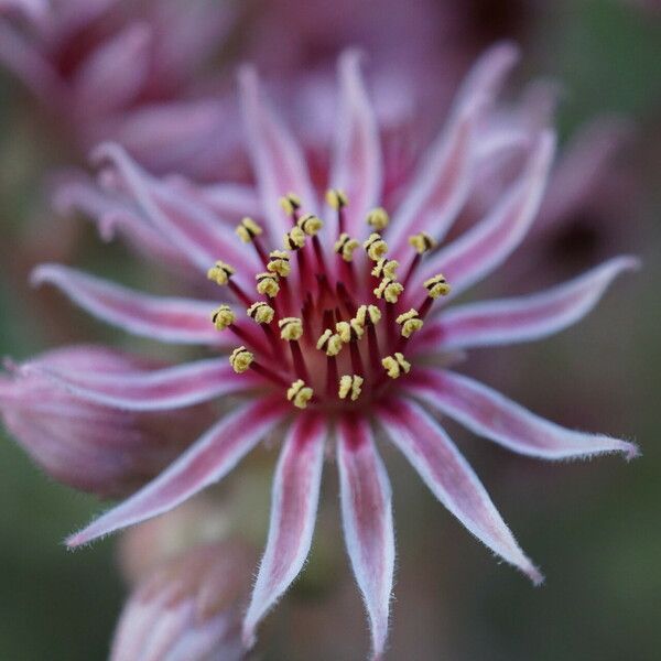 Sempervivum marmoreum ফুল