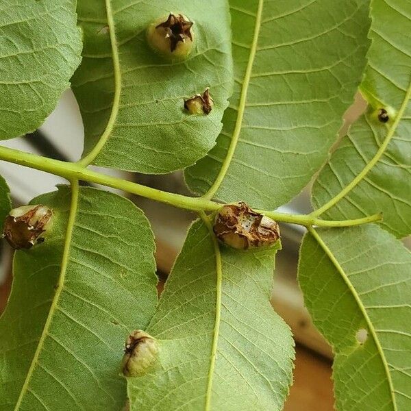 Carya illinoinensis Hoja