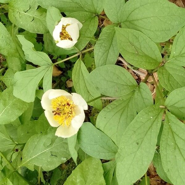 Paeonia obovata Õis