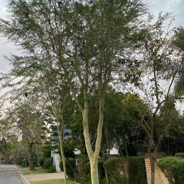 Vachellia xanthophloea Bark