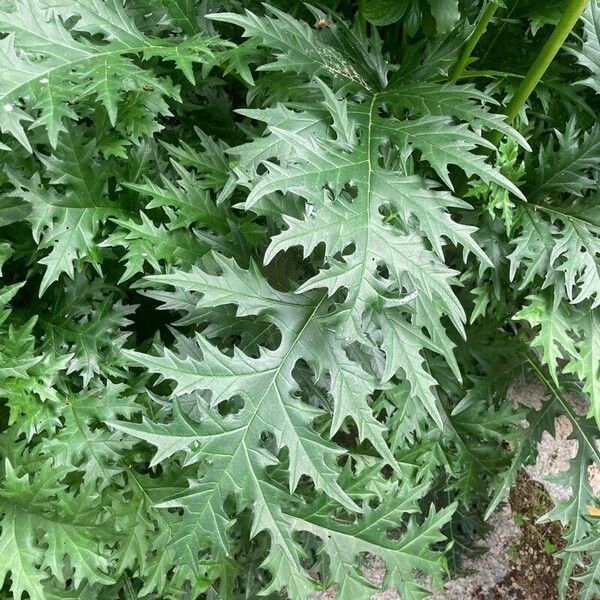 Acanthus spinosus برگ