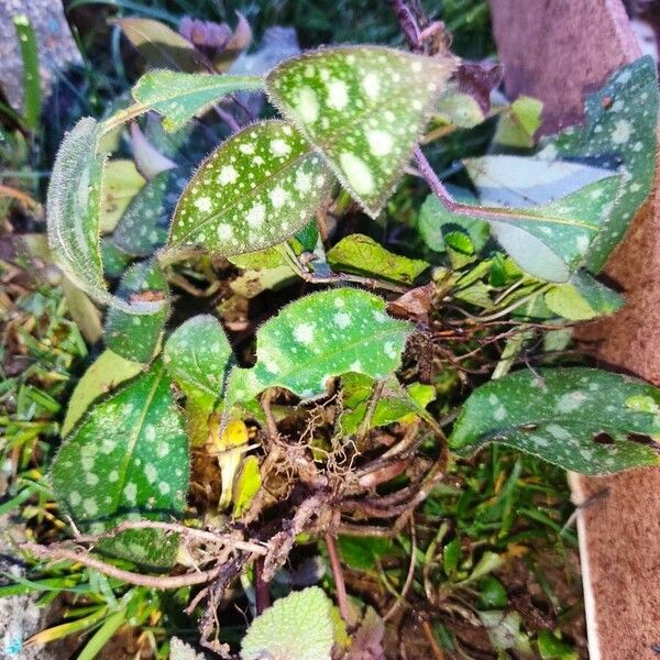 Pulmonaria saccharata পাতা