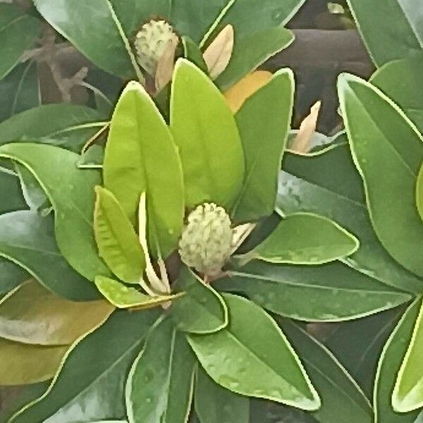 Magnolia virginiana Fruit