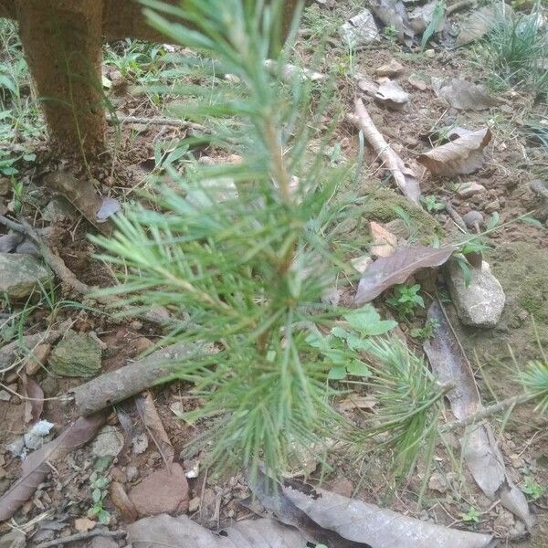 Cedrus deodara Foglia