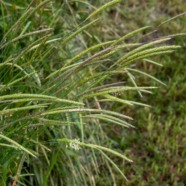 Alopecurus myosuroides Flower