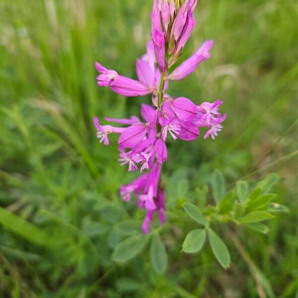 Polygala major Kukka