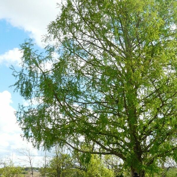 Arbutus × andrachnoides Habit