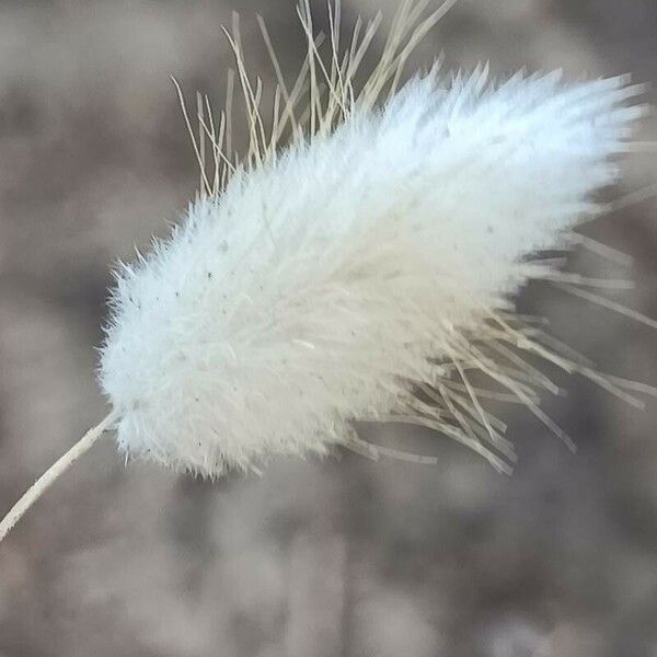 Lagurus ovatus Flor