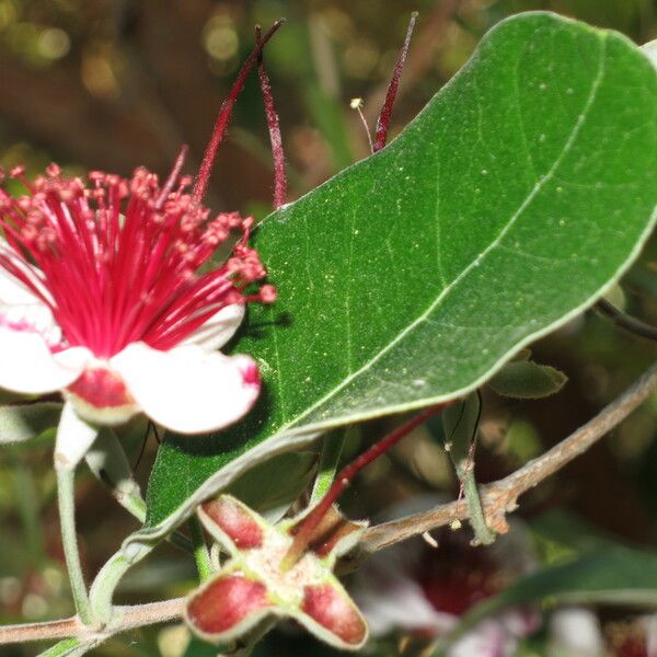 Acca sellowiana Flower