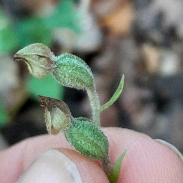 Epipactis microphylla Žiedas