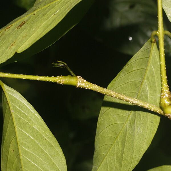 Inga acrocephala 樹皮