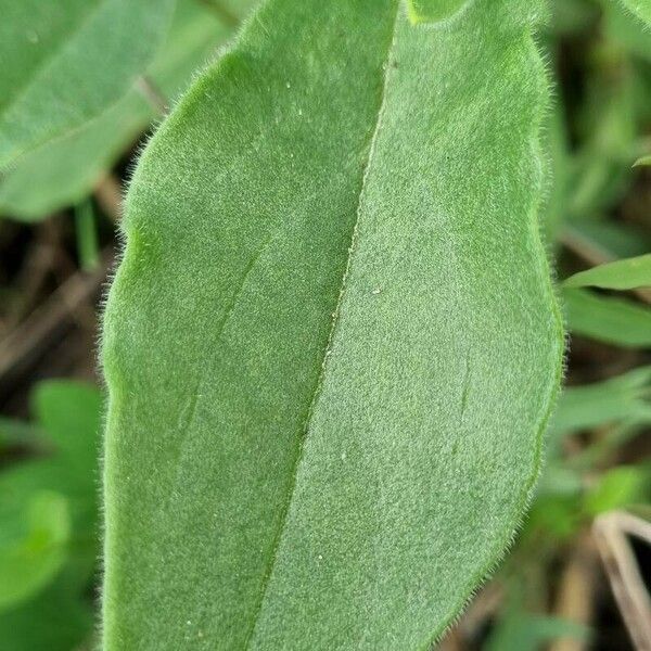 Silene dichotoma Blatt