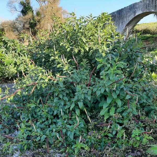 Phytolacca americana عادت