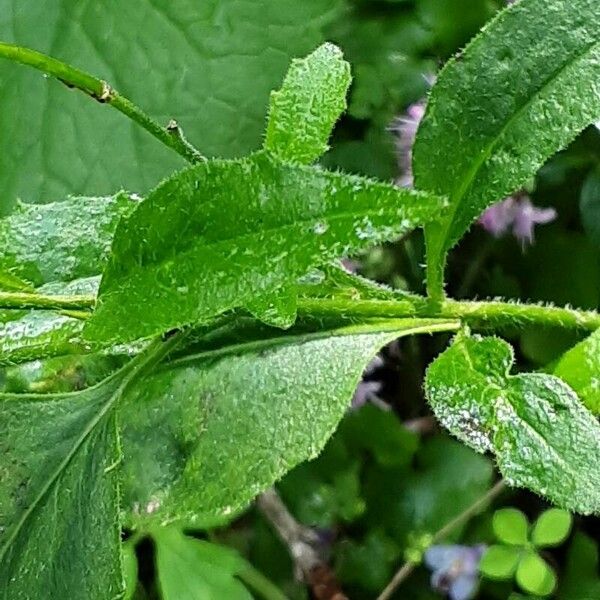 Hesperis matronalis Hoja