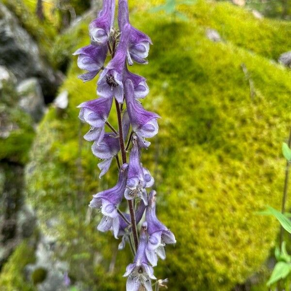 Aconitum septentrionale Květ