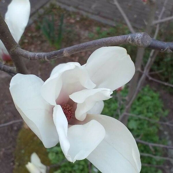 Magnolia cylindrica Blomst