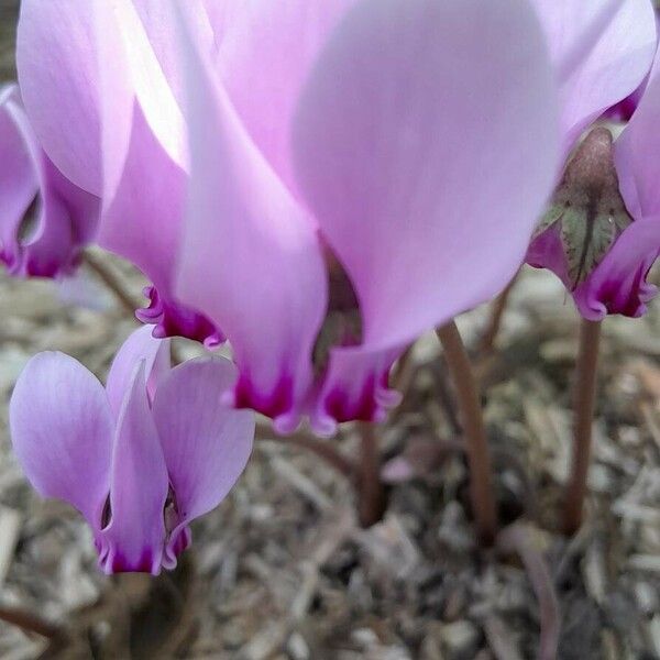 Cyclamen hederifolium Flower