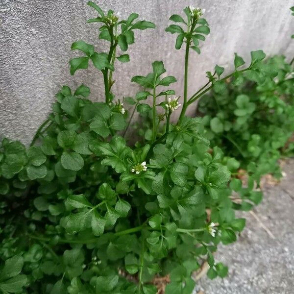 Cardamine flexuosa Natur