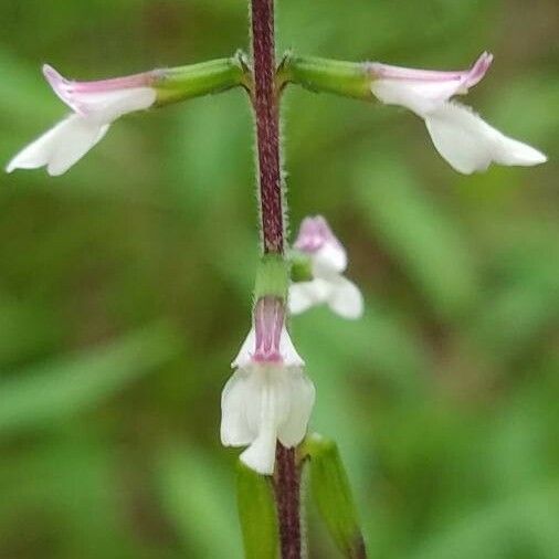 Phryma leptostachya Flower