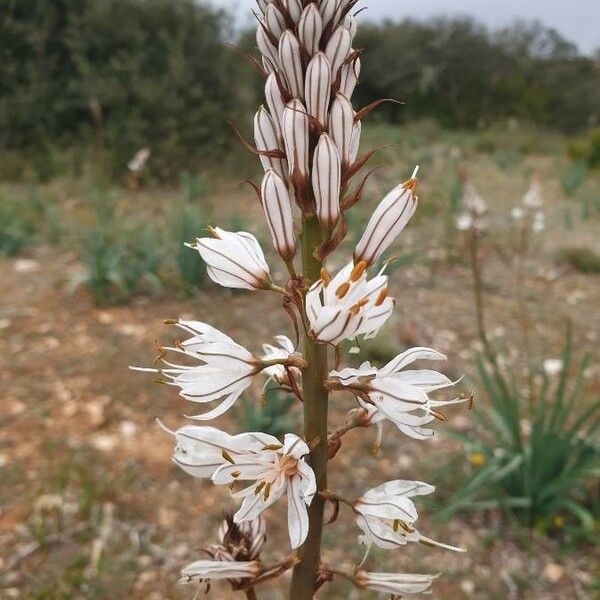 Asphodelus ramosus Blüte