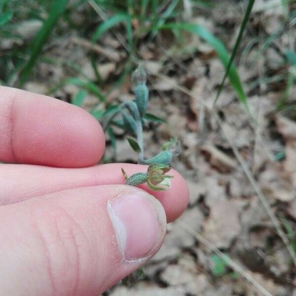 Epipactis microphylla Květ