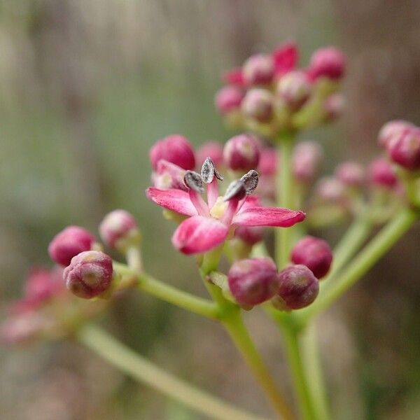 Zanthoxylum sarasinii Blüte