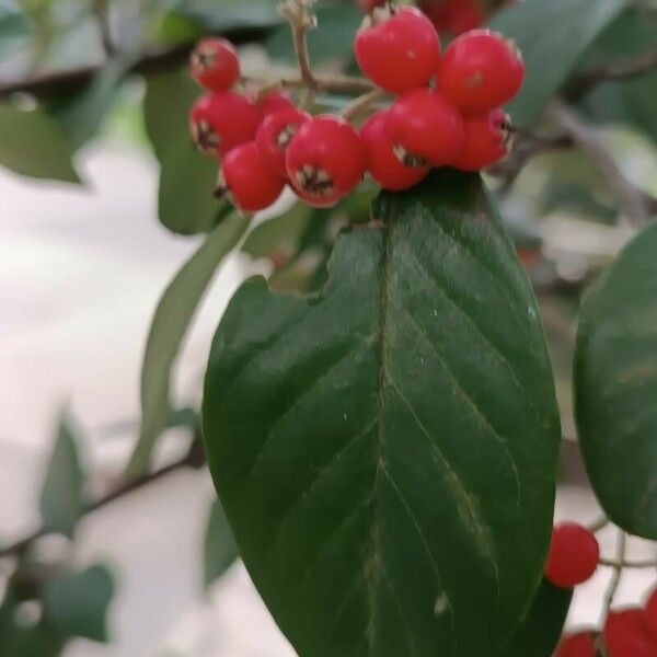 Cotoneaster pannosus Fruitua